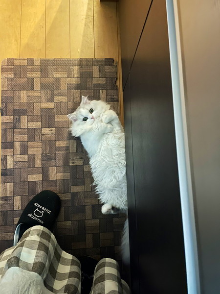 キッチンに寝転ぶ猫のノーマン