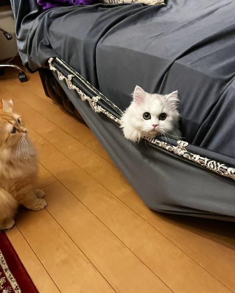 寝転ぶ猫のノーマン