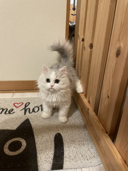 爪切りを嫌がるノーマン