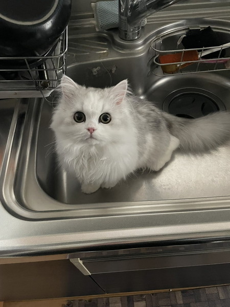 シンクにいるノーマン