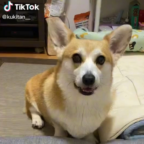 ワンコハウスした結果