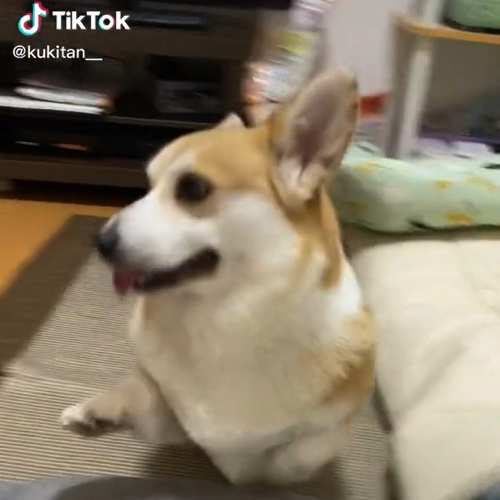 駆け出した犬