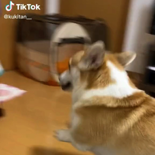 方向転換した犬