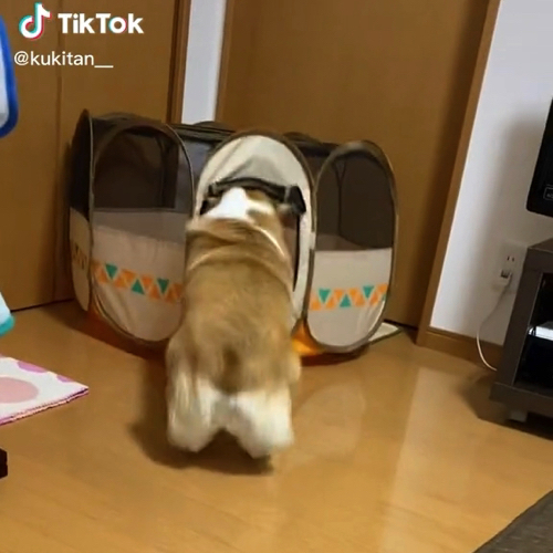 まわりこむ犬
