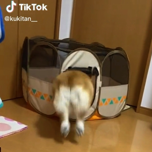 ぴょんとなった犬