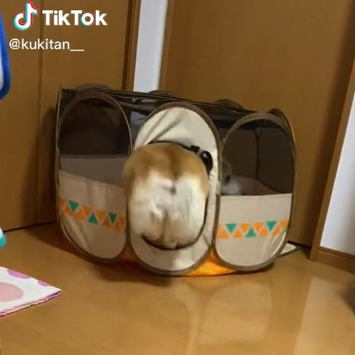 吸いこまれる犬