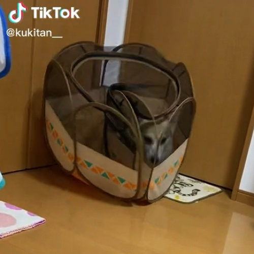 ひっくりかえりそうな犬