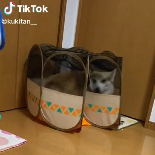 出られなくなった犬