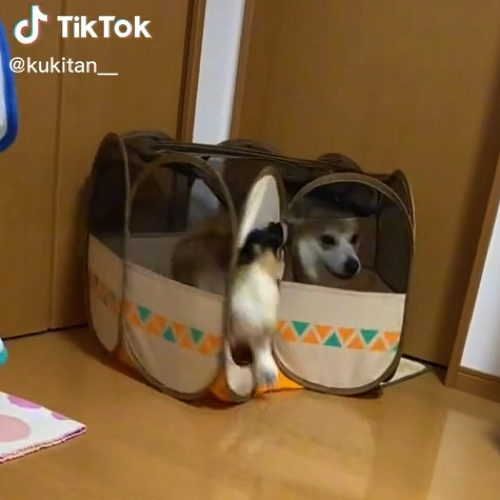 たたまれるペットサークル