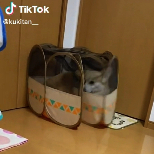 閉じ込められた犬