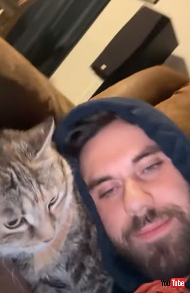 枕にされかける猫