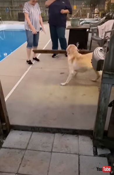 木の板をくわえる犬