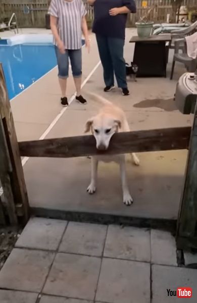 フェンスを通れない犬