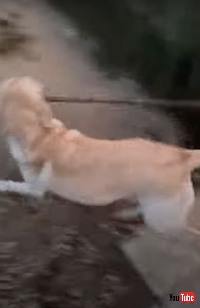 フェンスを通り抜ける犬