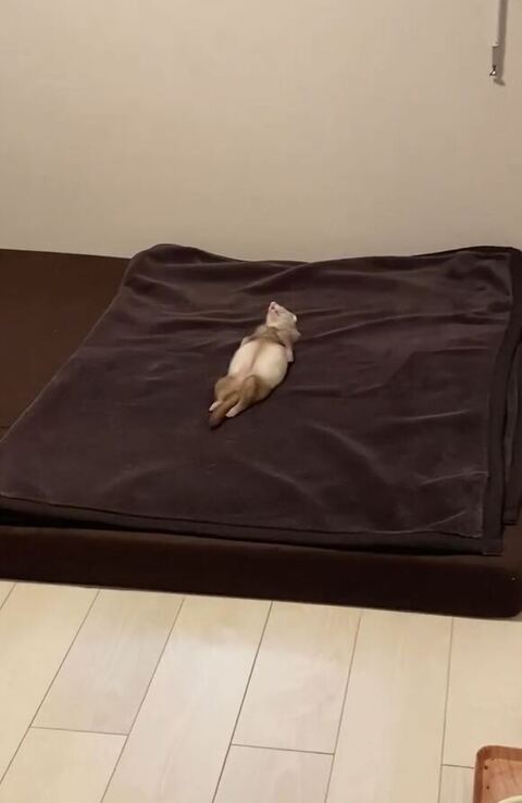 少し近づく飼い主