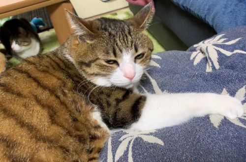 おすすめ