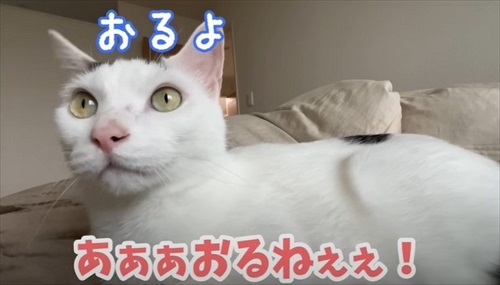 鳥を見ながらおしゃべりをする猫ちゃん