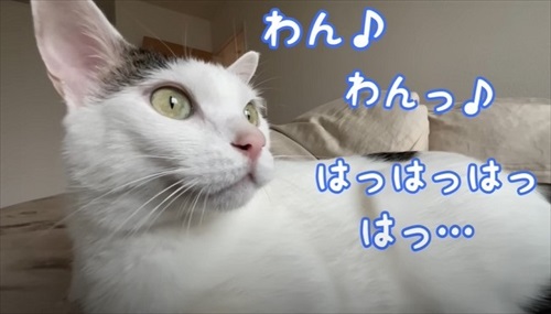 鳥を見ながらおしゃべりをする猫ちゃん