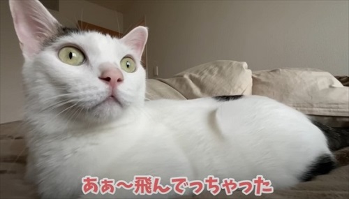 鳥を見送る猫ちゃん