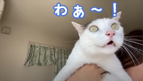 抱っこされる猫ちゃん