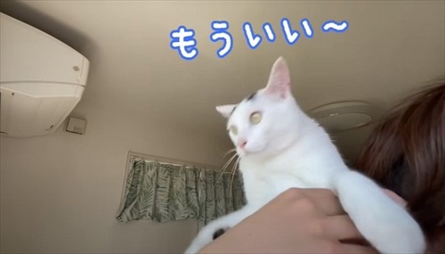 おりたい猫