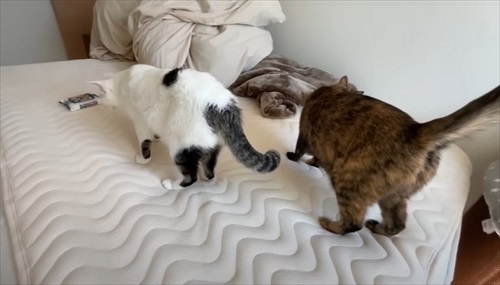 ベッドでまったりする2匹