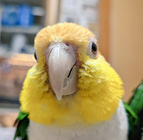 もふもふ小福ちゃん