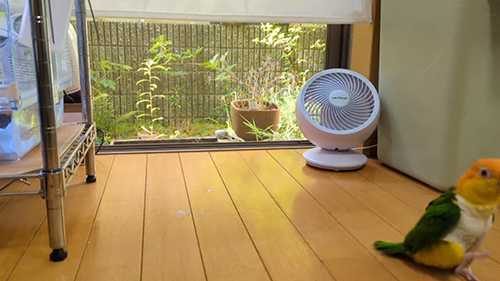 フェードアウトするわせぉくん