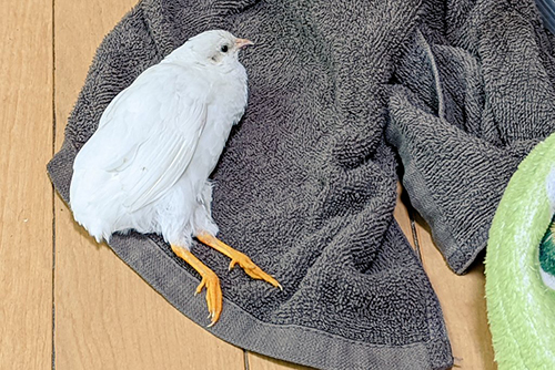 リラックスモードうずら