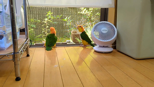 インコのアピール