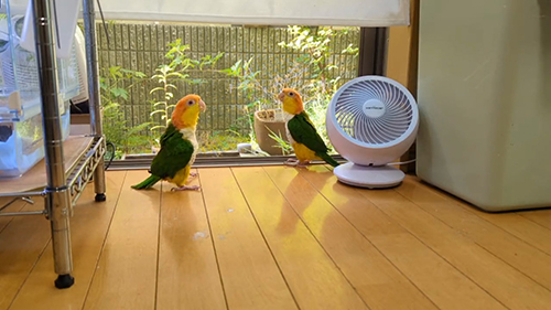 こぷちゃんの方を見るわせぉくん