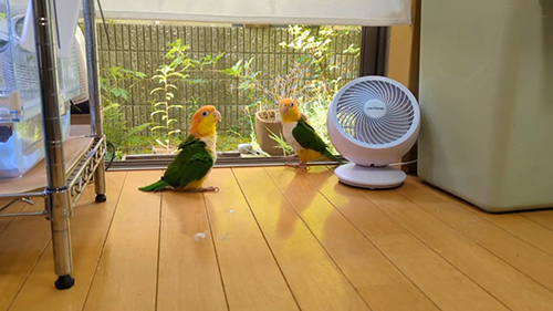 こぷちゃんに近づくわせぉくん