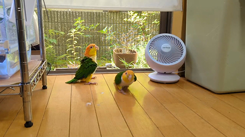 フェードアウトするこぷちゃん