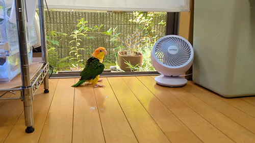 いなくなったこぷちゃん