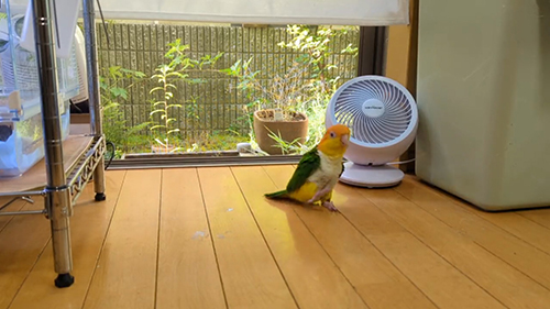 右足を上げるわせぉくん