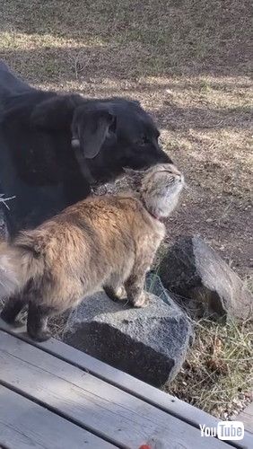 猫の毛づくろいをする犬