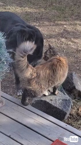 毛づくろいをやめる犬