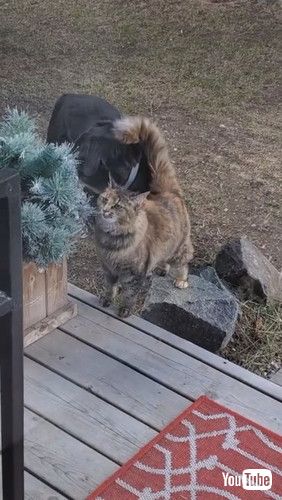 しっぽで頭をなでる猫