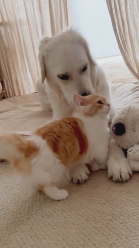 鼻にすりすりする猫