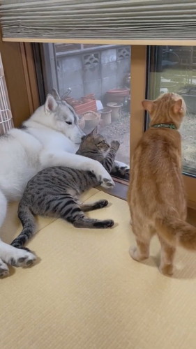 どこかに行くレンくん