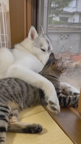カップルみたいな犬と猫