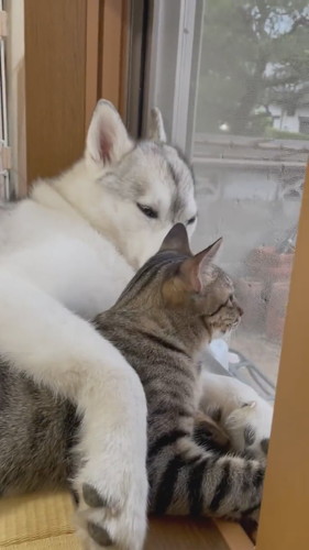 窓の外を見る猫