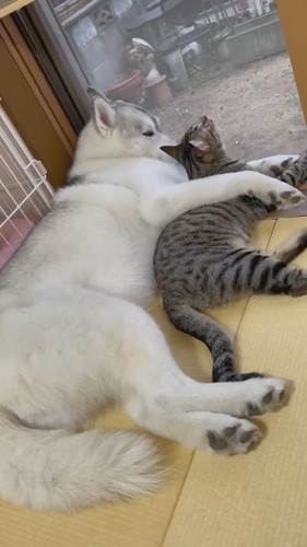 離れない犬と猫