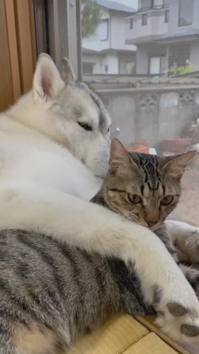 ユキちゃんの足をかぐサンちゃん