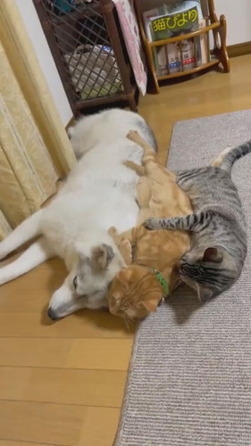 川の字になる犬と猫