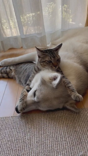 ユキちゃんとサンくん