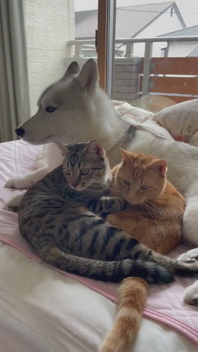 ユキちゃんとレンくんとサンくん