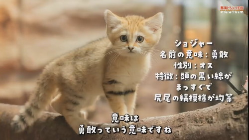 「【スナネコ】スナネコたちの名前が決まりました」