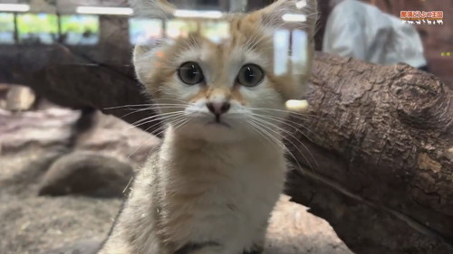 「【スナネコ】スナネコたちの名前が決まりました」
