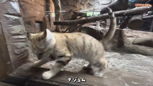 「【スナネコ】スナネコたちの名前が決まりました」